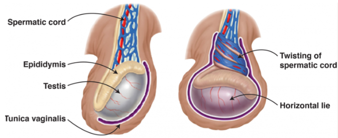 position of testis